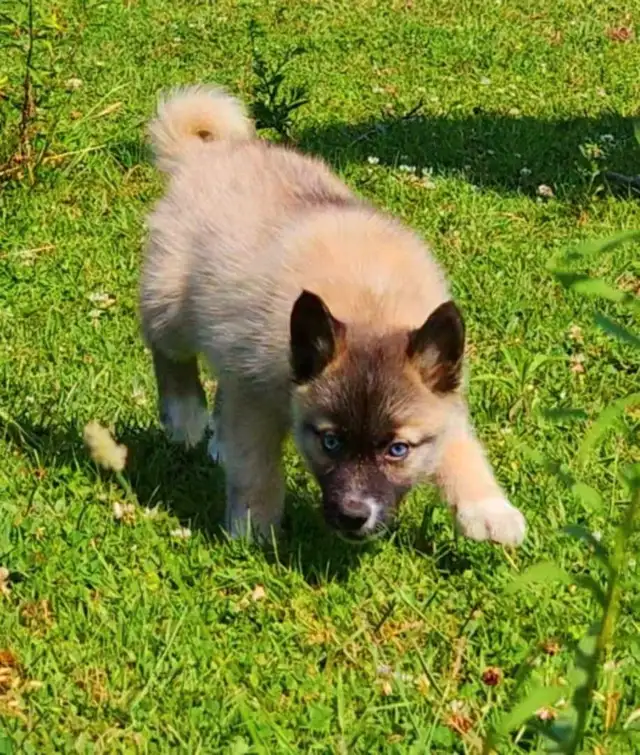 Husky x pup 1 girl with blue eyes in Dogs & Puppies for Rehoming in Ottawa - Image 7