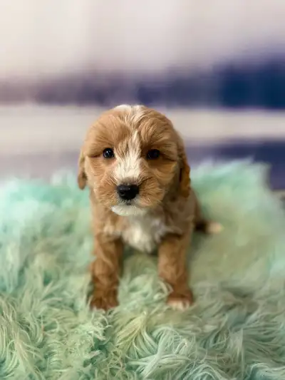 Mini Goldendoodle Puppies, View more