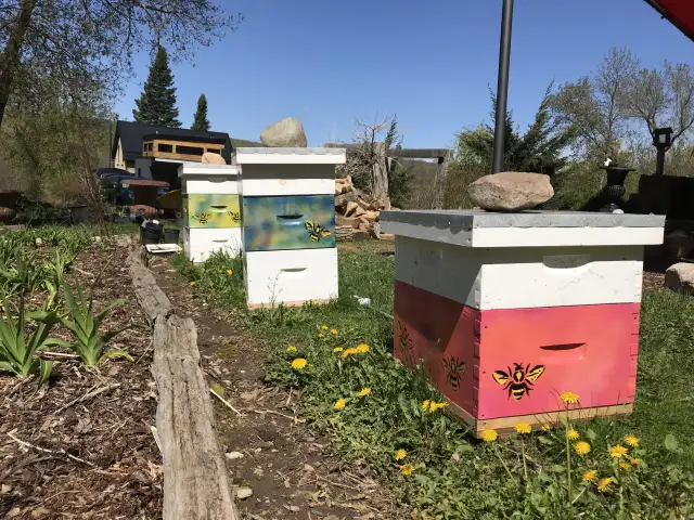 Intro to Beekeeping Course65734927236738124