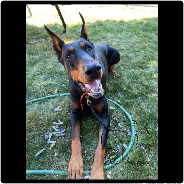 European Doberman puppies Dogs & Puppies for Rehoming Hamilton Kijiji