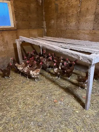 soup hens in livestock, View more