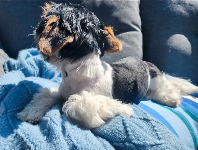 Biewer Terrier READY TO GO in Dogs & Puppies for Rehoming in Edmonton - Image 4