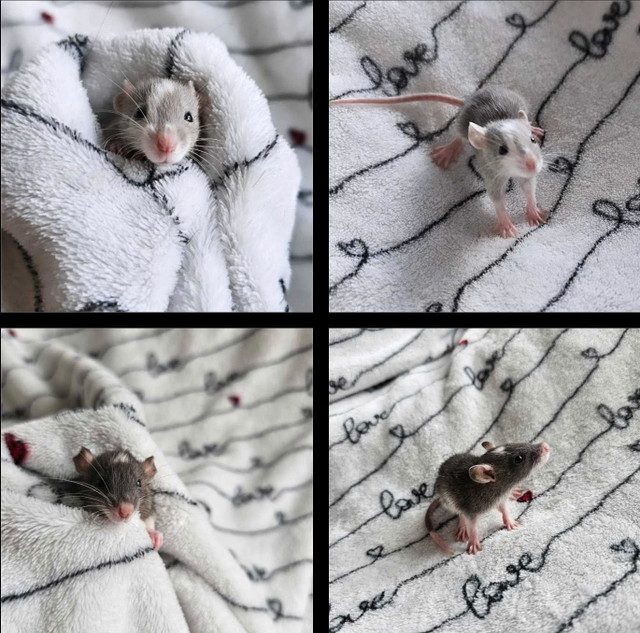 [Iros Rattery] baby rats available for May adoption in Small Animals for Rehoming in Burnaby/New Westminster - Image 3