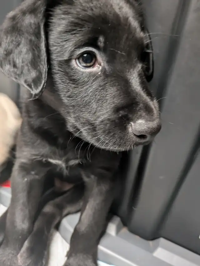 PUREBRED LAB PUPPY READY TO GO!!. in Dogs & Puppies for Rehoming in Kitchener / Waterloo - Image 8