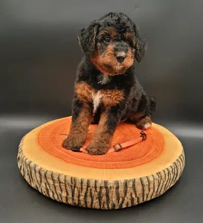 Mini bernedooodles, View more