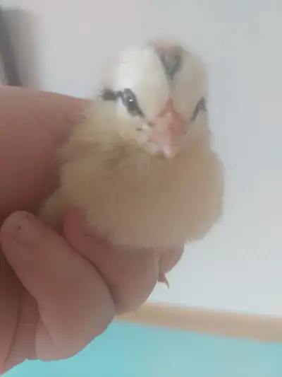 Baby Chicks - Easter Egger & Olive Egger hatched April 11th, View more