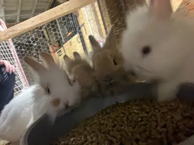 Super cute baby bunnies, View more