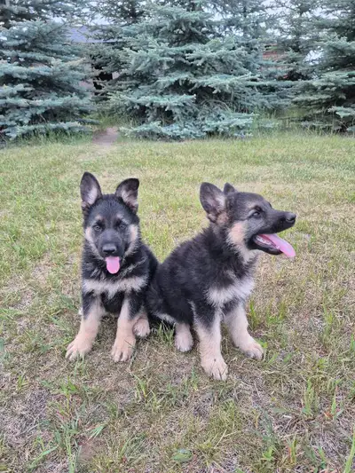 long haired female German shepherd puppies , View more
