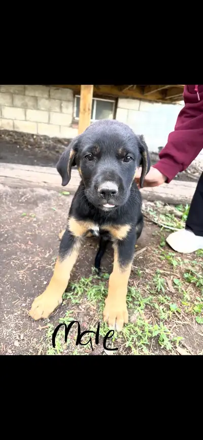 Kangal Rottweiler puppies that will be ready to go to their forever homes mid June. They must go to...