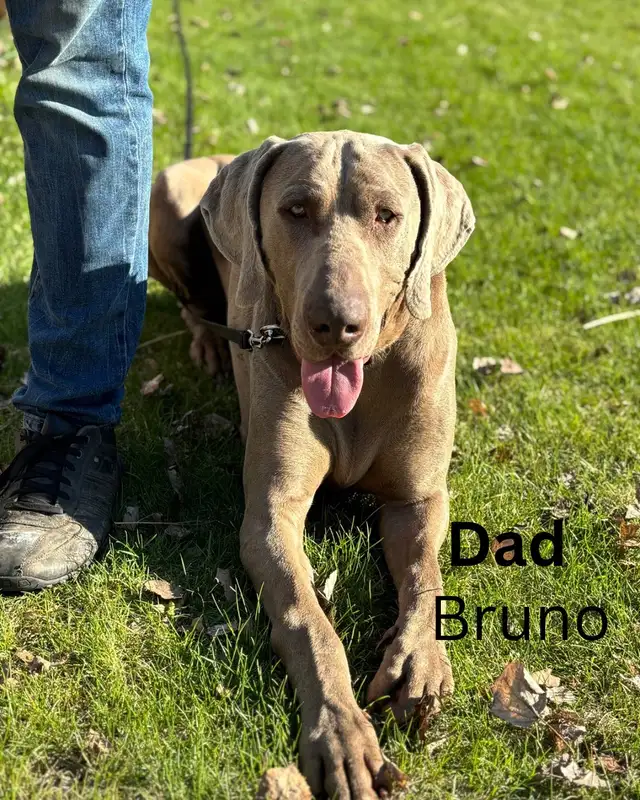 Weimaraner in Dogs & Puppies for Rehoming in Edmonton - Image 8