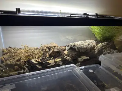 Baby pixie frog about 4 months old, fully bio active enclosure (isopods and springtails) has a drain...