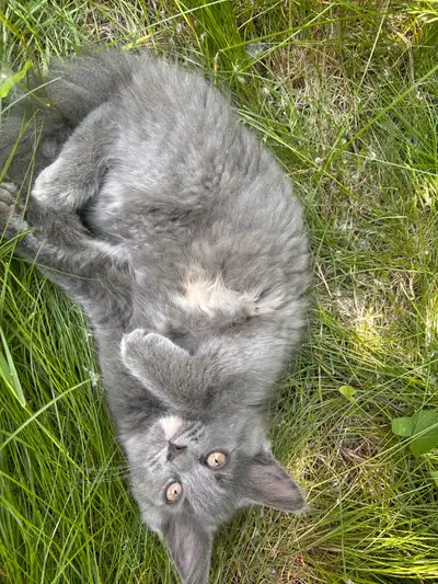 3 months old can use litter box