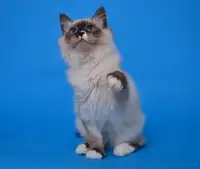 Siberian Male kitten/chatton - Purebred/Purerace for Adoption