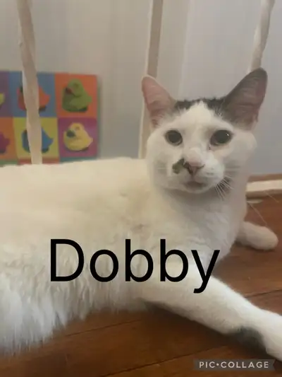 Cats in need of rehoming, View more