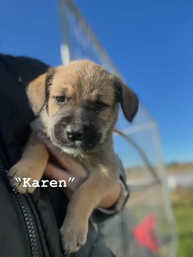 Affectionate Pitbull x Bernadoodle puppies in Dogs & Puppies for Rehoming in Edmonton - Image 8