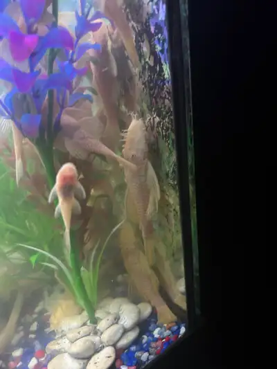 Albino Bristlenose Plecos, View more