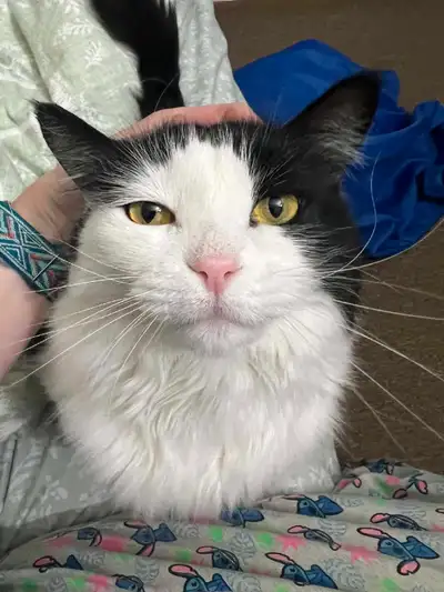 Rehoming shy, friendly, affectionate female cat, View more