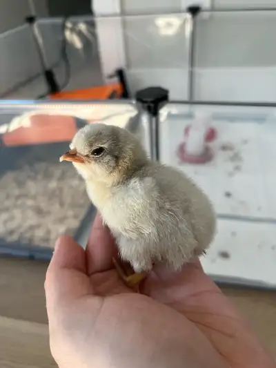Baby Chicks, View more