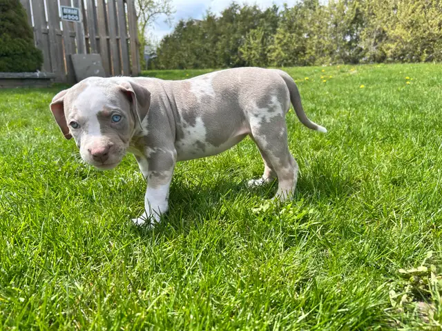 American Pups459620558696632324