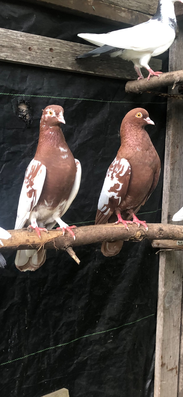 Highflier pigeons for sale  $50 apairs in Birds for Rehoming in Oshawa / Durham Region - Image 2