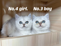 Silver shaded British shorthair kittens ready now 