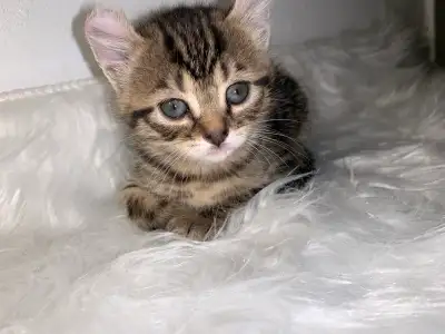 40 ads for lynx in Cats & Kittens for Rehoming in Greater Montréal