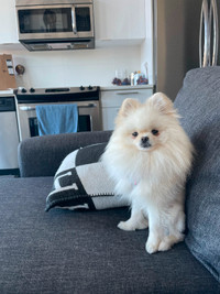 Pomeranian for rehoming