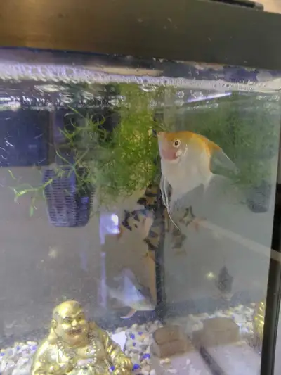 Koi angelfish, View more