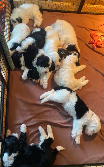 F2 Sheepadoodle Puppies -  2 available, View more