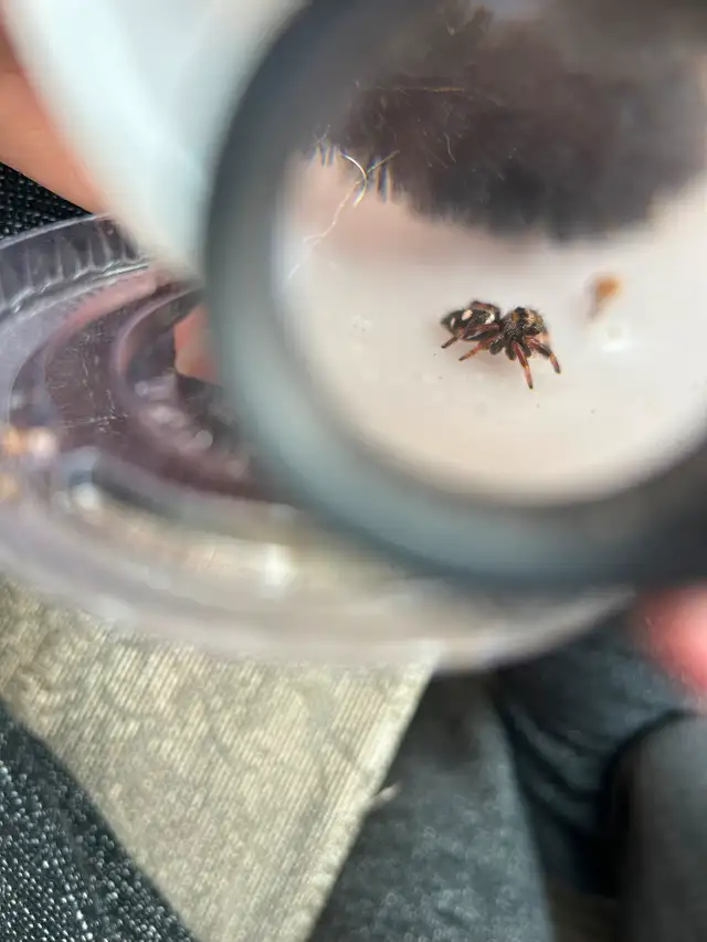 Regal Jumping Spiders in Other in Markham / York Region - Image 4