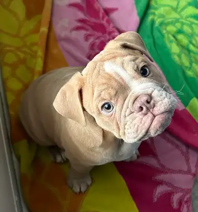 English Bulldog Male, View more