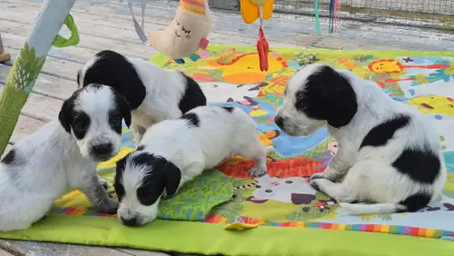 Rare Russian Spaniel Puppies — Only 4 Available! Looking for a smart, gentle, and truly rare dog? Ou...