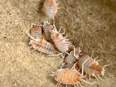 Starter colonies available: Porcellio pruinosus, powder orange, 12 for $15 Porcellio pruinosus, powd...