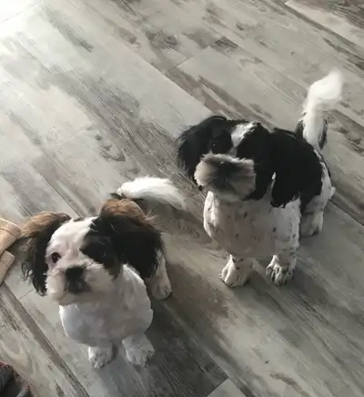 ✨ Purebred Shih Tzu Puppies – Ready, View more