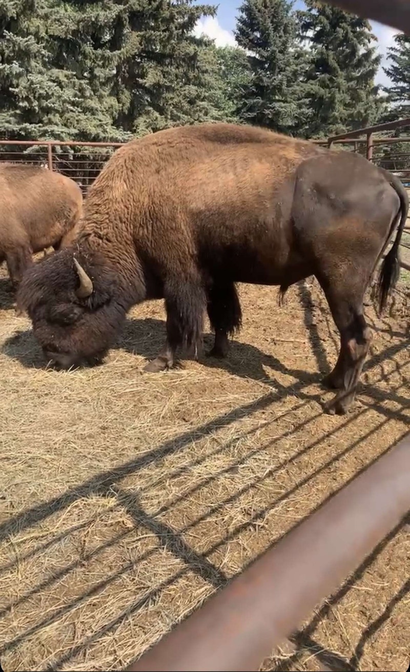 Buffalo bull super friendly Livestock Calgary Kijiji