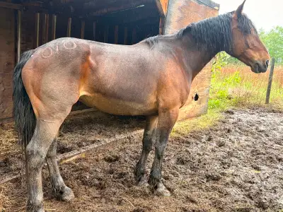 9 year old mare, un haltered . Was used as a broad mare . May be pregnant . Very curious but needs a...