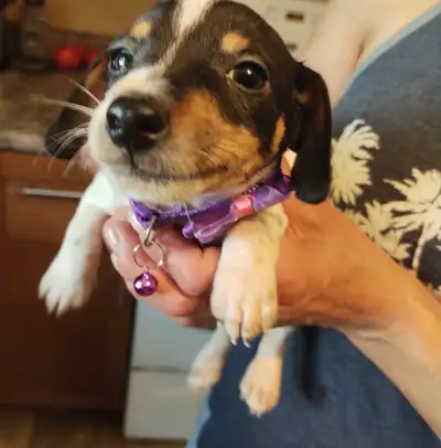 Jack Russell Puppies, View more