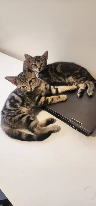 2 chatons a vendre / kittens, View more