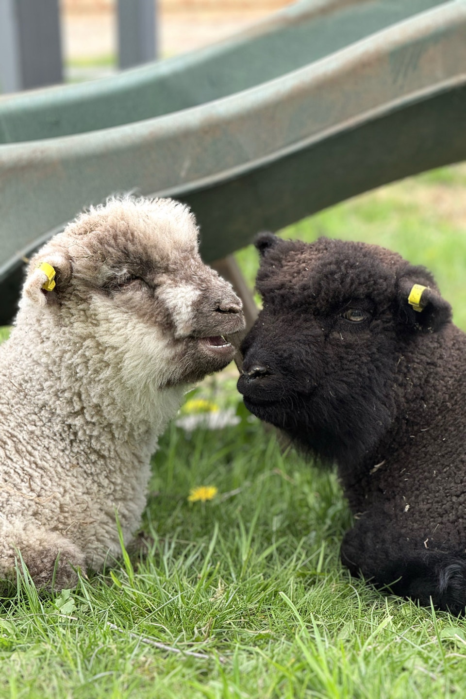 Handraised babydoll breeding trio (+Optional commercial) | Livestock ...