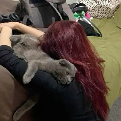looking for a free kitten, View more