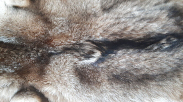 Peaux loups fourrure peau dans Art et objets de collection  à Ville de Québec - Image 2