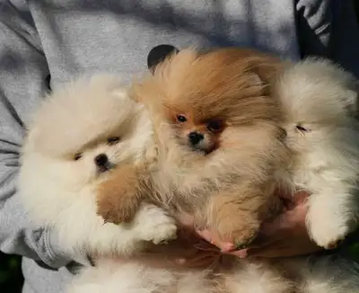 Pomeranian , View more
