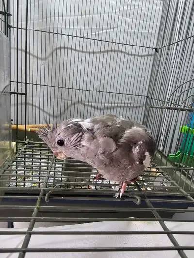 Female White-faced grey cockatiel, View more