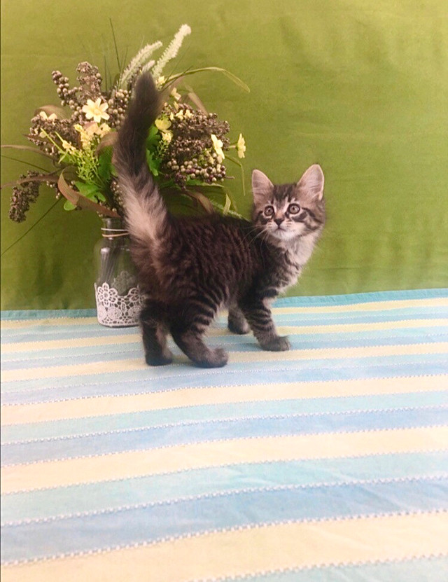 Friendly Dark Maine Coon Female in Cats & Kittens for Rehoming in Oshawa / Durham Region - Image 3
