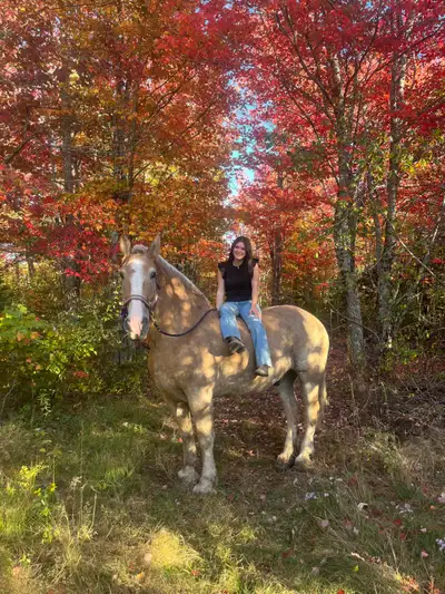 14 yo Belgian 18hh, View more