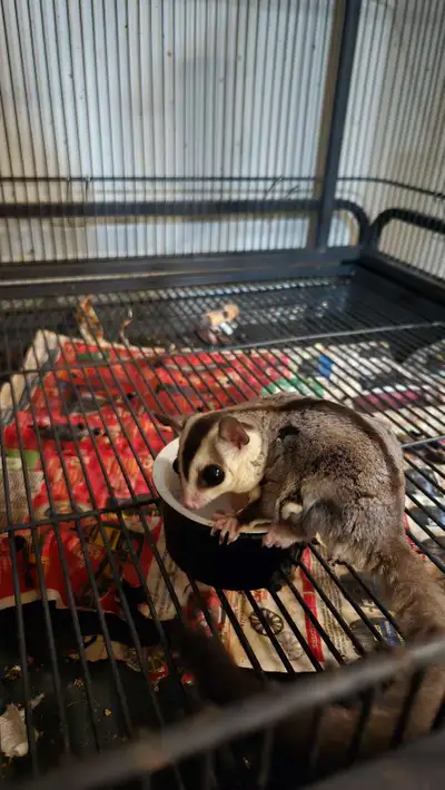 6 month male.sugar glider. Medium cage provided good for temporary habitat (white and blue) Can incl...