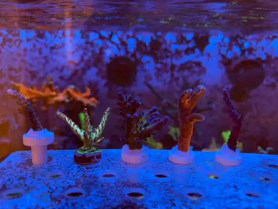 Salwater Coral frags / frag coraux eau salée, View more
