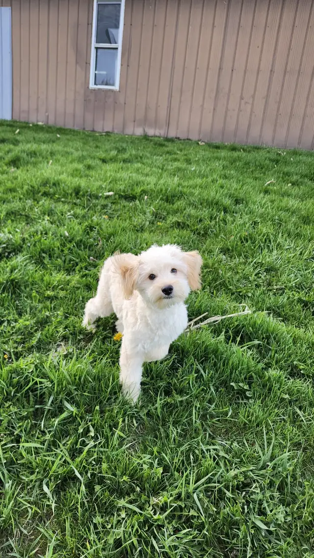 Miniature American Eskimo/Poodle in Dogs & Puppies for Rehoming in Kitchener / Waterloo - Image 2