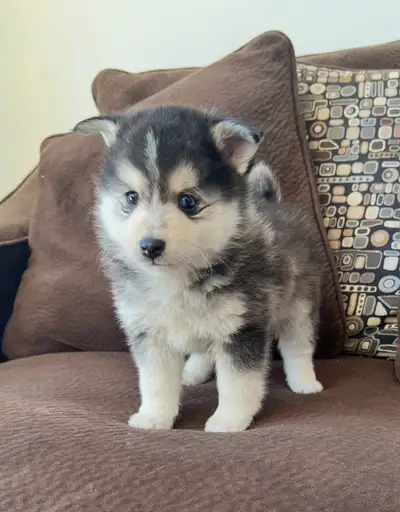 magnifique portée de Pomsky , View more