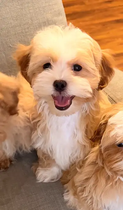 Hey don’t hesitate to contact us. Please consider calling or messaging +1 (226) 220-1826. We have so...